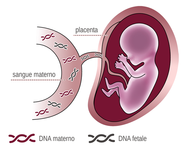 Alterazioni cromosomiche e aneuploidie fetali: al Gammacord il test con un semplice prelievo ematico